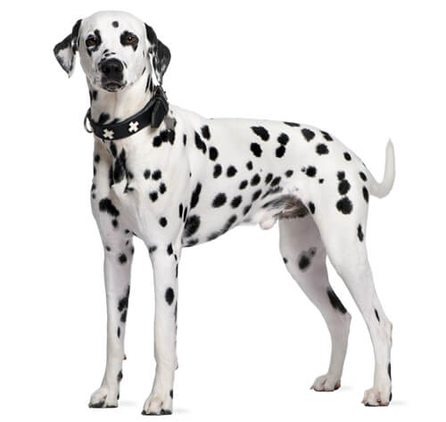 Origin of dalmatian best sale dogs